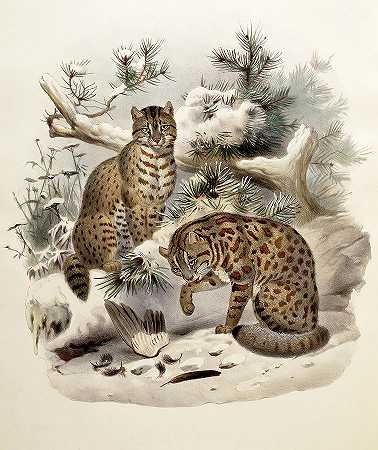 豹猫`Leopard Cat, Felis Euptilura by Daniel Giraud Elliot