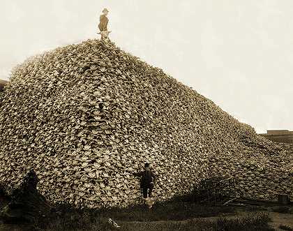 一堆野牛头骨`Pile of Bison Skulls by American School