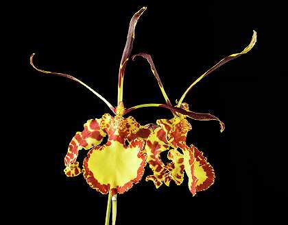 兰花`Orchid, Psychopsis Mendenhall Hildos by Smithsonian Gardens Orchid Collection