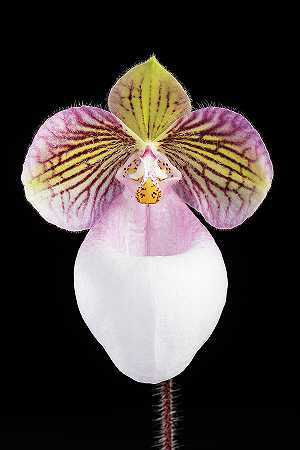 兰花`Orchid, Paphiopedilum Micranthum var. Eburneum by Smithsonian Gardens Orchid Collection