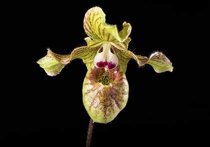 兰花、兜兰、玉龙`Orchid, Paphiopedilum Jade Dragon by Smithsonian Gardens Orchid Collection