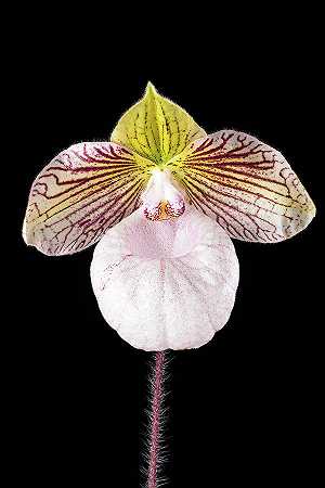 兰花`Orchid, Paphiopedilum Fanaticum by Smithsonian Gardens Orchid Collection