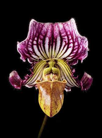 兰花、仙人掌、钻石吧`Orchid, Paphiopedilum Fairrieanum, Diamond Bar by Smithsonian Gardens Orchid Collection