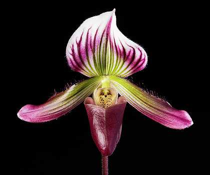 兰花，巴氏兜兰变种`Orchid, Paphiopedilum Barbatum var. Nigritum by Smithsonian Gardens Orchid Collection