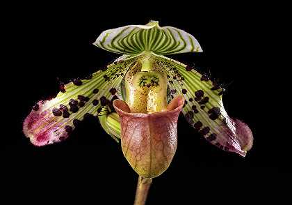 兰花`Orchid, Paphiopedilum Argus by Smithsonian Gardens Orchid Collection