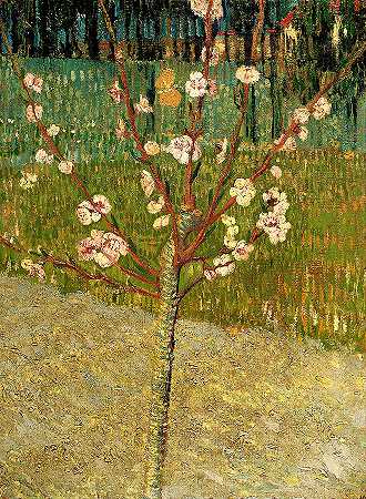 盛开的杏树`Almond Tree in Blossom