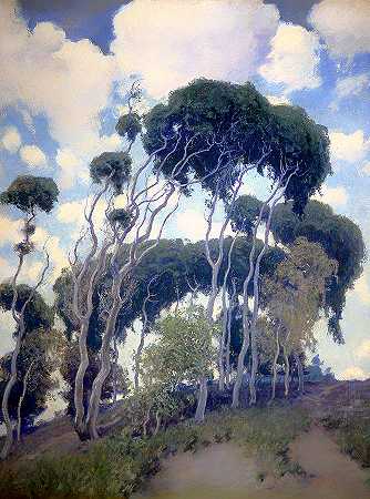 拉古纳桉树`Laguna Eucalyptus