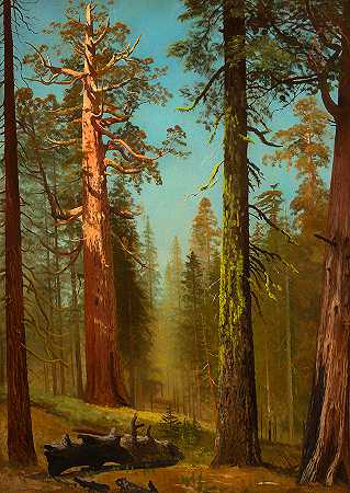 加利福尼亚州马里波萨森林的灰熊巨杉`The Grizzly Giant Sequoia – Mariposa Grove California