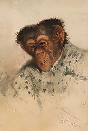 黑猩猩的头`Head Of A Chimpanzee