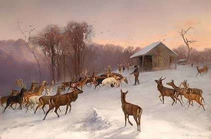 冬季休闲鹿和马鹿的饲养`Feeding Of Fallow Deer And Red Deer In Winter