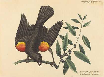 红翅椋鸟——黄鹂`The Red Winged Starling – Oriolus Phoeniceus