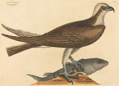 钓鱼鹰——猎鹰`The Fishing Hawk – Falco Haliaetus