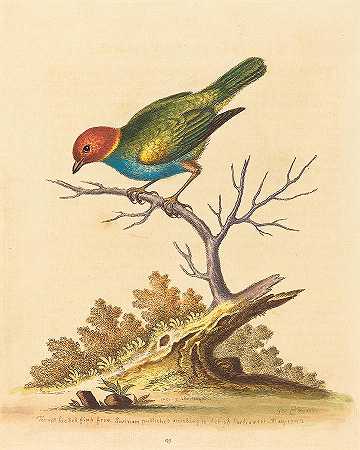 来自苏里南的红头雀`The Red-headed Finch From Surinam