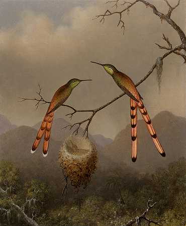 两只蜂鸟和它们的幼崽`Two Hummingbirds And Their Young