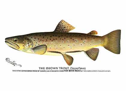 褐鳟鱼`Brown Trout