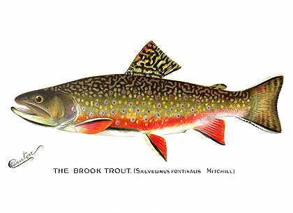 溪鳟鱼`Brook Trout