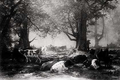 枫丹白露周边地区——林地和牛`Environs Of Fontainebleau – Woodland And Cattle