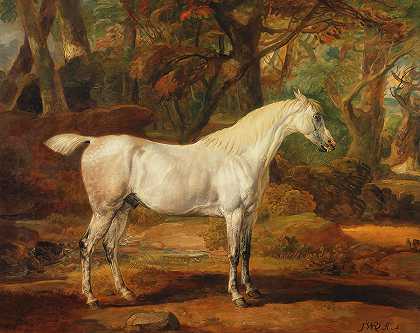 灰色阿拉伯种马——怀俄明州沃特金·威廉姆斯爵士的财产`Grey Arabian Stallion – The Property Of Sir Watkin Williams – Wy