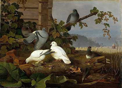 鸽子`Pigeons by Ferdinand von Wright