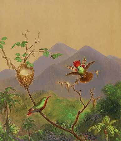 巴西蜂鸟`Brazilian Hummingbird