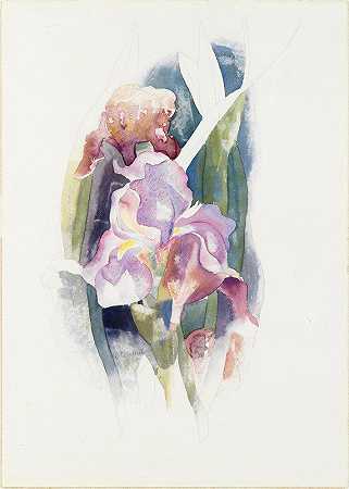紫鸢尾`Purple Iris (circa 1920) by Charles Demuth