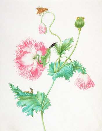 罂粟花在开花的三个阶段，有毛虫、蛹和幼虫`Poppy In Three Stages Of Flowering, With A Caterpillar, Pupa And