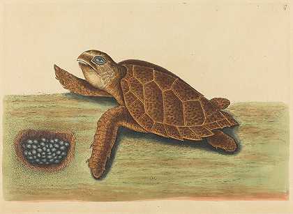 鹰嘴龟（Testudo caretta）`The Hawks~bill Turtle (Testudo caretta) (1731~1743) by Mark Catesby