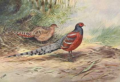 休谟虎背雉`Humes Barred~Backed Pheasant (1918~1922) by George Edward Lodge