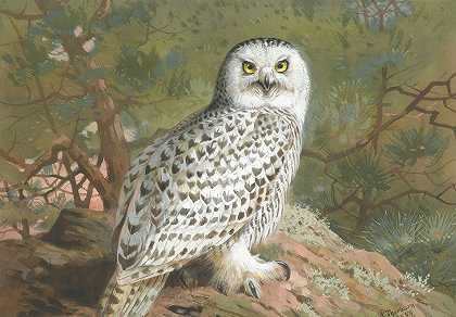 雌性雪鸮`A Female Snowy Owl (1889) by Archibald Thorburn