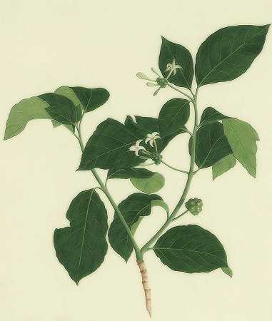 印度桑树的植物学研究`Botanical Study Of Indian Mulberry