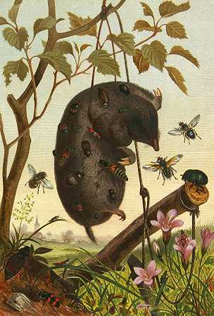 昆虫、蜈蚣和蜘蛛`Die Insekten, Tausendfüssler und Spinnen Pl 04 (1877) by Alfred Edmund Brehm