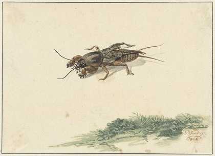 昆虫`Insect (1754) by Gerard Sanders