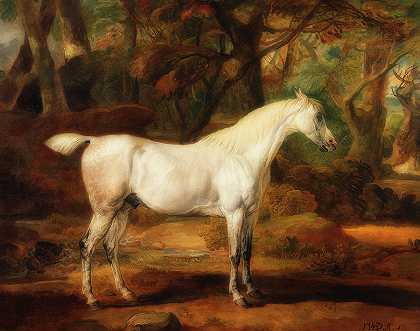 灰色阿拉伯种马，Watkin Williams wynn爵士的财产`Grey Arabian Stallion, The Property Of Sir Watkin Williams-wynn