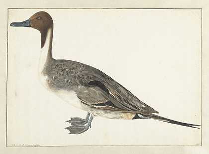 德雷克细尾`Drake Pintail (1682) by Rochus van Veen
