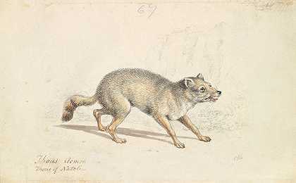 纳托拉野狗`Wild Dog of Natolla (1837) by Charles Hamilton Smith