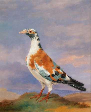 信鸽`Carrier Pigeon