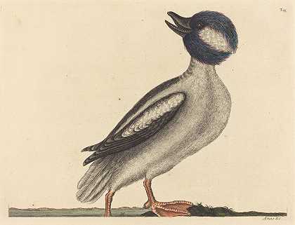 布菲尔s头鸭（Anas bucephala）`The Buffels Head Duck (Anas bucephala) (1731~1743) by Mark Catesby