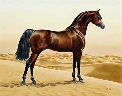 阿拉伯马`Arabian Horse