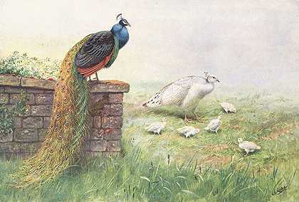 黑翅孔雀`Black~Winged Peafowl (1918~1922) by George Edward Lodge