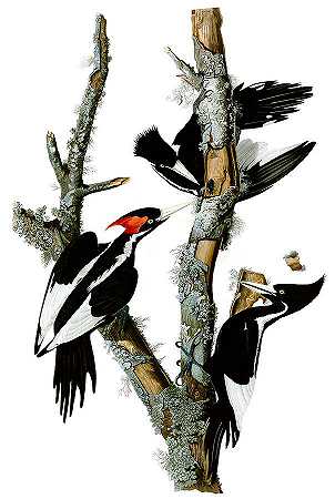 象牙喙啄木鸟`Ivory – Billed Woodpecker