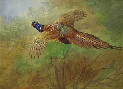 飞行中的野鸡`Pheasant In Flight