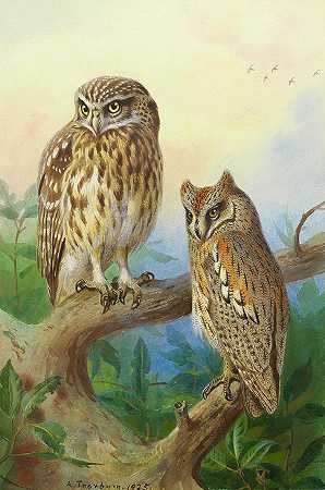 小猫头鹰和Scops猫头鹰`Little Owl And Scops Owl