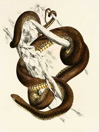 卡彭斯牛头菇`Bucephalus Capensis (1838~1849) by Sir Andrew Smith