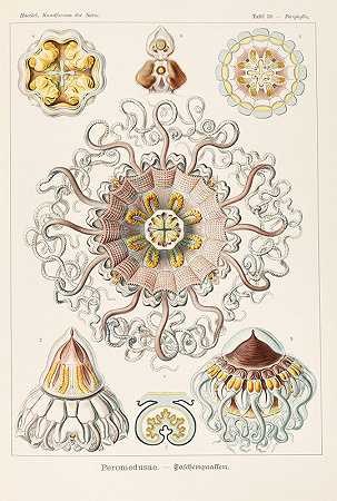 佩罗梅杜塞族`Peromedusae (1904) by Ernst Haeckel