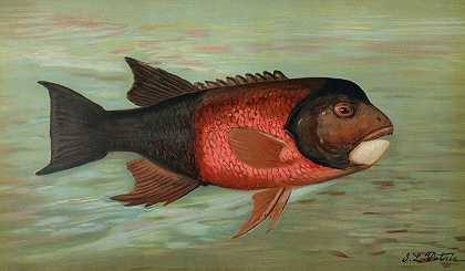 萨克拉门托派克，Squaw和#俄勒冈州黄鱼。`The Sacramento Pike, Squaws~fish or Yellow belly, Ptychocheilus oregonensis. (1898) by John L. Petrie