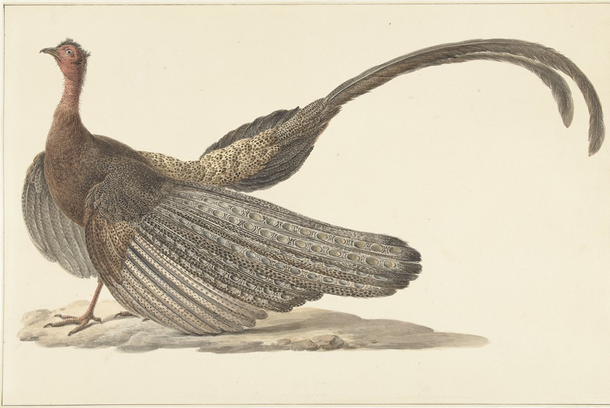 乌鸡`Argus Pheasant (c. 1780 ~ c. 1842) by Pieter Pietersz. Barbiers
