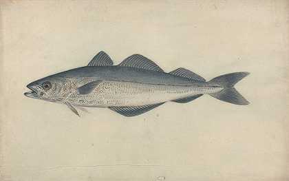 煤鱼`Coal Fish by James Sowerby