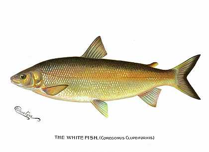 白鱼`White Fish