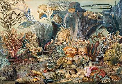 海洋生物`Ocean Life by James M. Sommerville