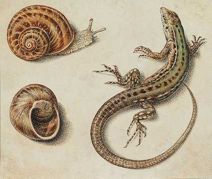 有蜗牛和蜗牛壳的蜥蜴`A lizard with a snail and a snail shell by Giovanna Garzoni